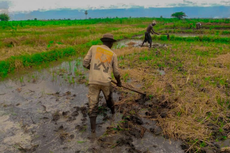 burundi : ces stratégies d’adaptation des agriculteurs face au changement climatique dans la plaine de l’imbo