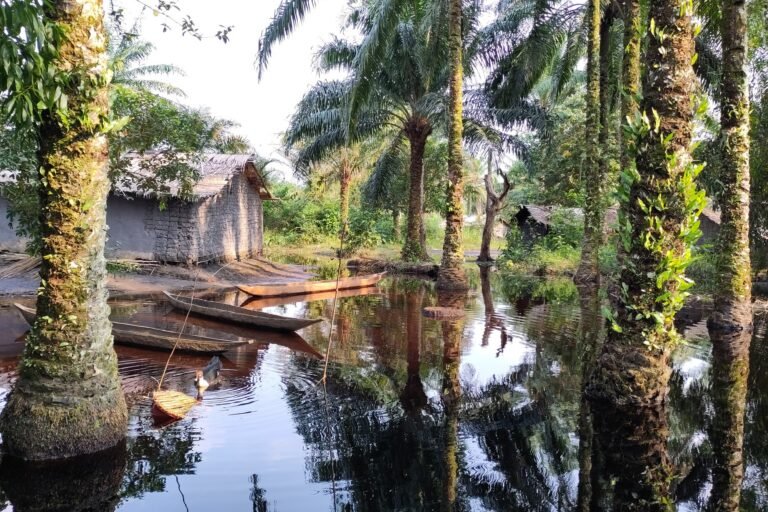 bassin du congo : quand les cacaoyères deviennent des zones inondées face au climat