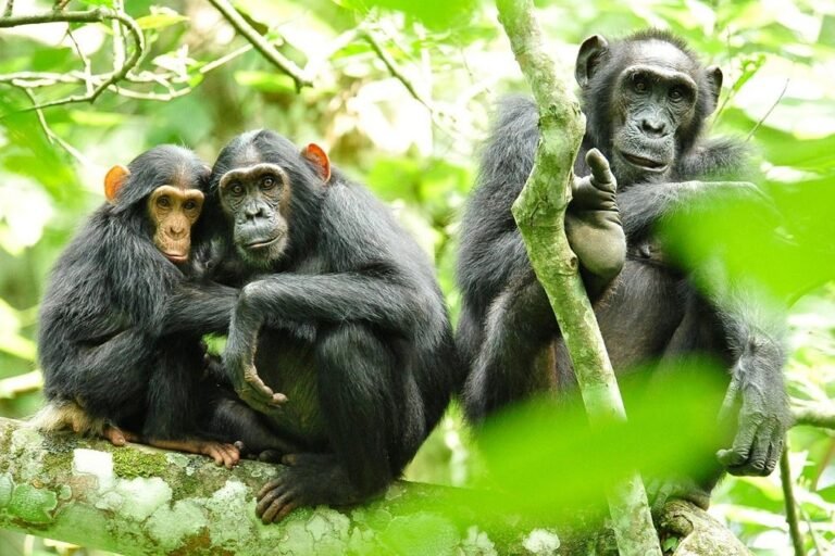 rdc : les technologies satellitaires pour protéger les chimpanzés en danger critique d’extinction
