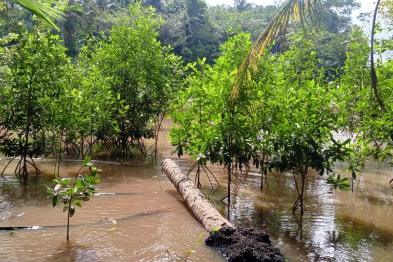 Côte d’Ivoire : A Grand-Lahou, la renaissance des mangroves se heurte aux réalités quotidiennes côte d’ivoire : a grand lahou, la renaissance des mangroves se heurte aux réalités quotidiennes