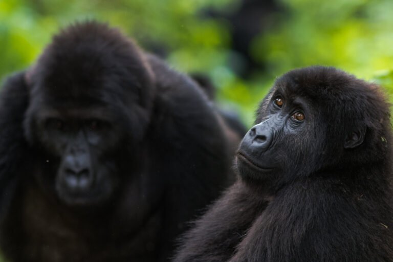 rdc : les communautés locales s’engagent à protéger les gorilles du parc national de kahuzi biega