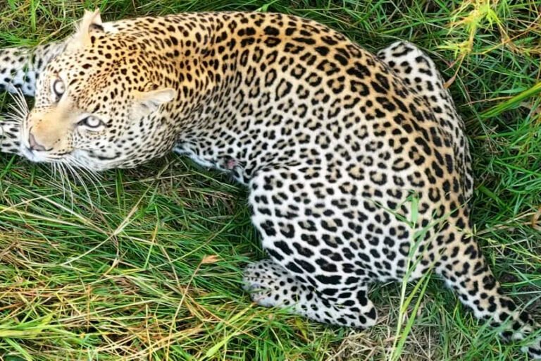 rdc : un léopard repéré dans une zone hostile au parc national des virunga