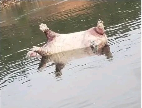 rdc : l’anthrax responsable de la mort d’hippopotames dans le parc national des virunga