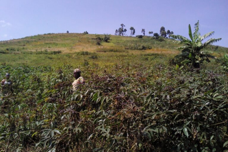 rdc : l’agriculture responsable de la forte dégradation des forêts en dix ans