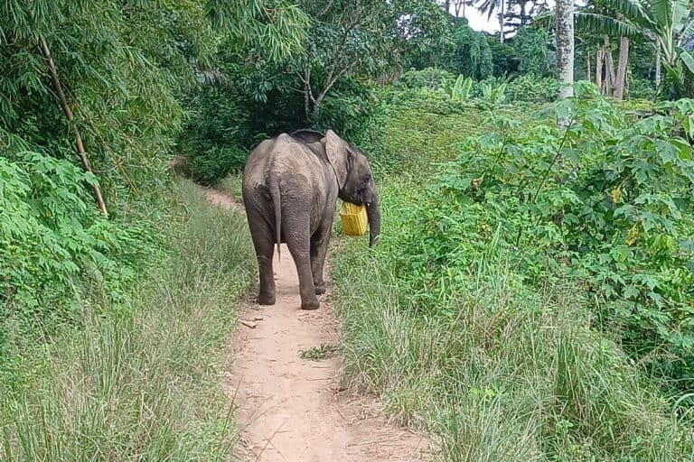 guinée : les communautés impliquées et accompagnées pour renforcer la conservation de la réserve de biosphère de ziama