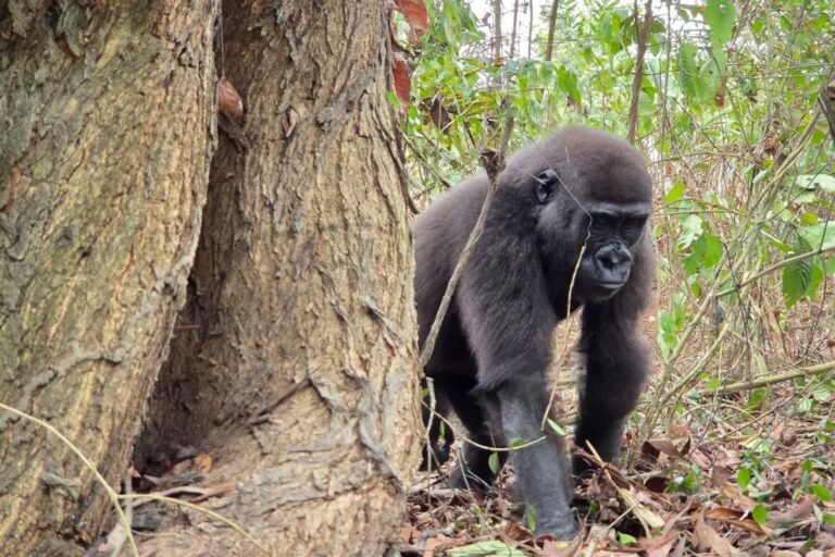 une jeune femelle gorille rapatriée du nigeria vers le congo, tandis qu’un rhinocéros blanc mâle naît à garamba en rdc
