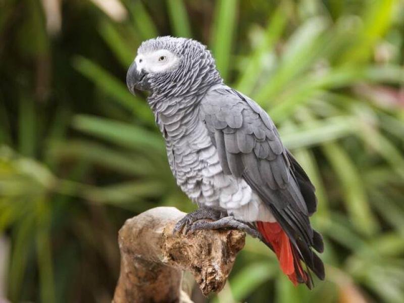 afrique de l’ouest et centrale : 31 % des mammifères, oiseaux, reptiles et amphibiens menacés d’extinction par la chasse non durable